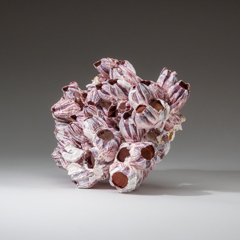 Véritable grappe mauve et gland de Barnacle (1,5 lb)