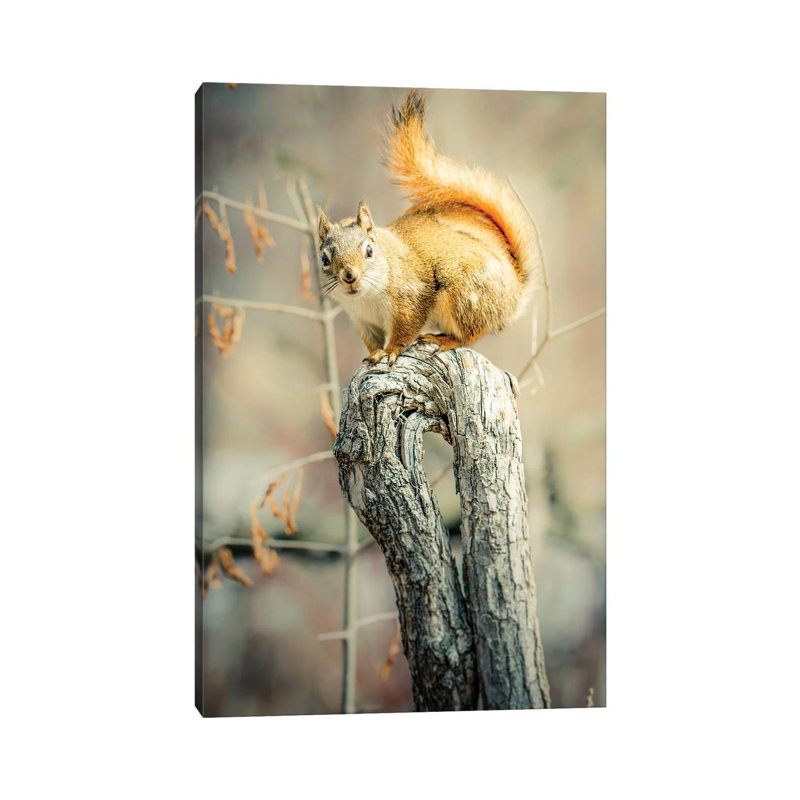 Squirrel On Curved Branch by Nik Rave - Wrapped Canvas Gallery-Wrapped Canvas Giclée, 20.32 cm H x 30.48 cm W