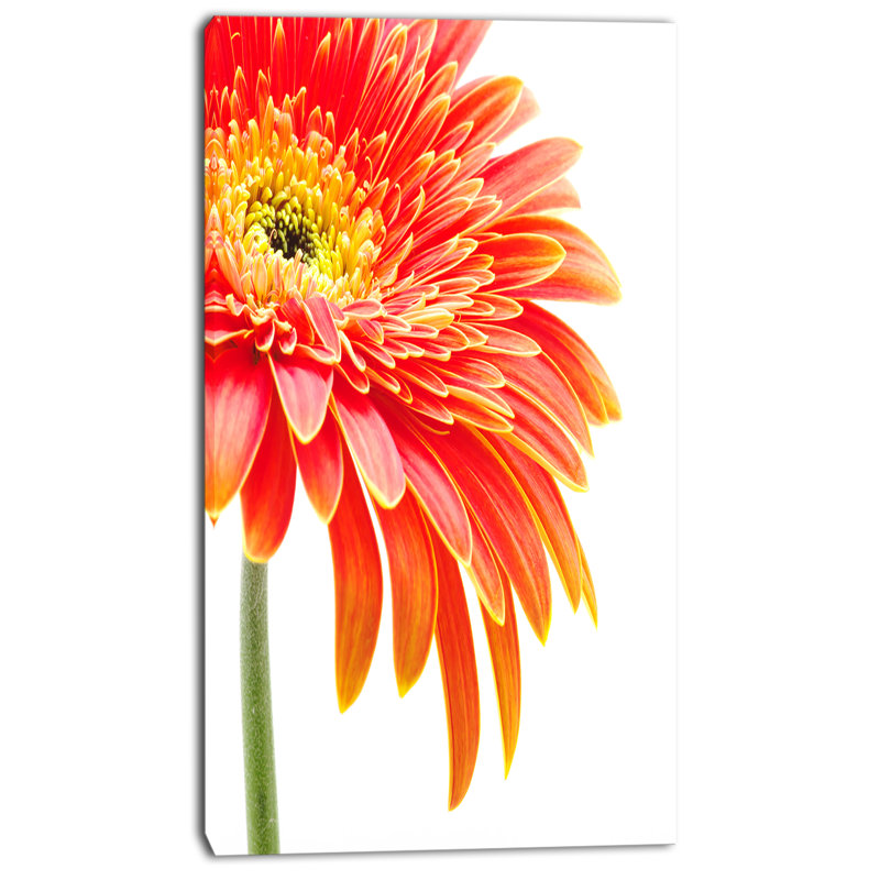 « orange gerbera on white background », impression sur toile tendue, H 32 po x l 16 po x P 1 po