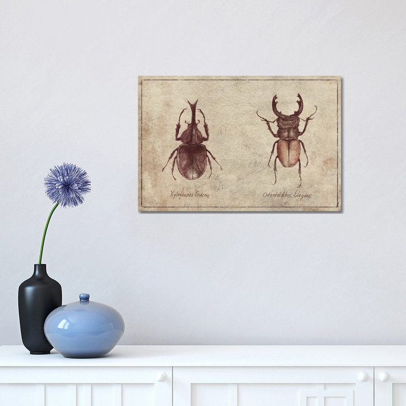 Xylotrupes Gideon-Odontolabis Elegans 2 by Mike Koubou - Wrapped Canvas Print, 30.48cm H x 45.72cm W x 1.9cm D