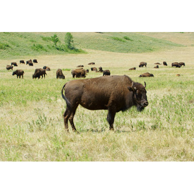 " Buffalo Herd "