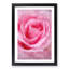 Pink Rose Petals - Single Picture Frame Print on MDF-56862814-56862815