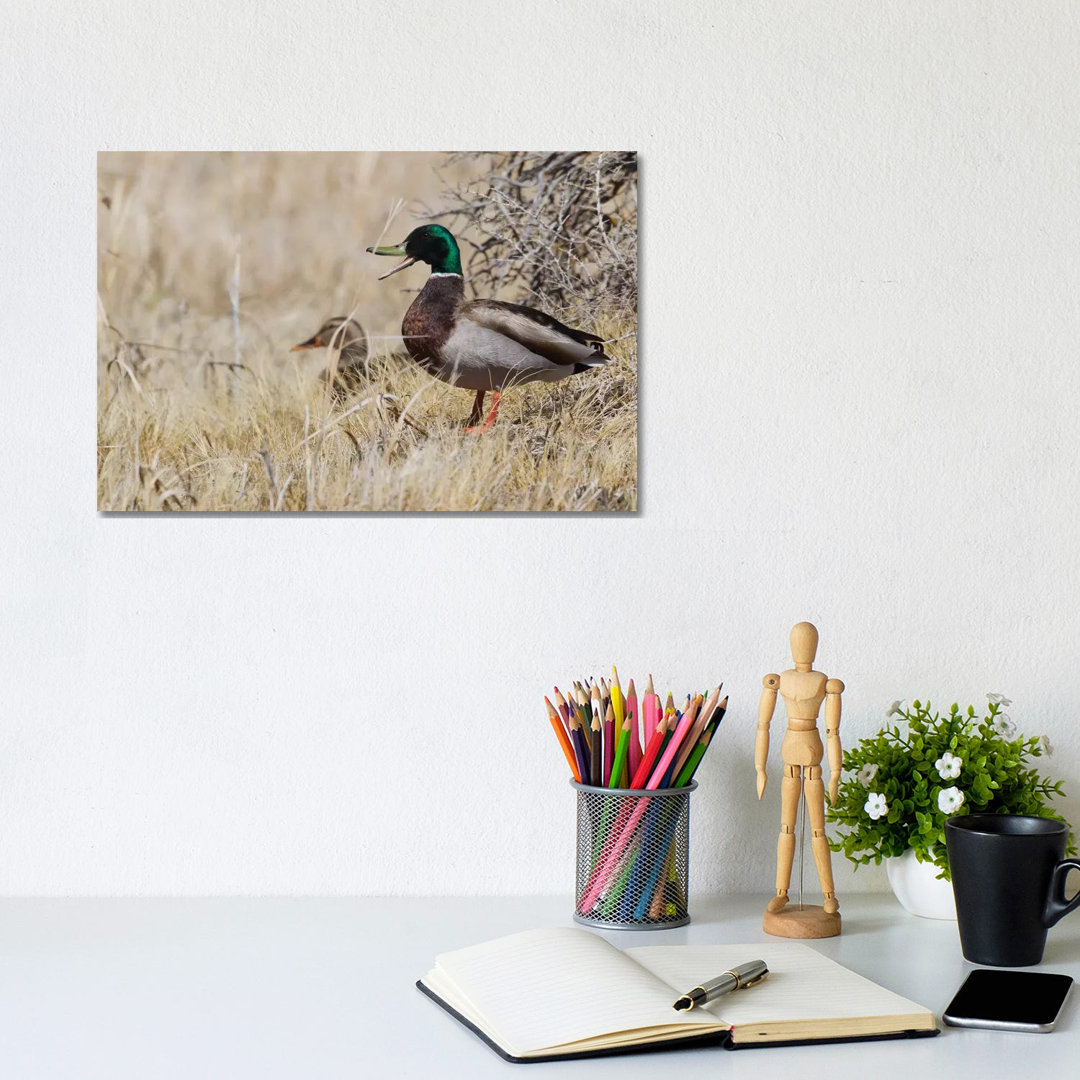 Mallard Pair Brushy Habitat by Ken Archer - Wrapped Canvas Art Prints