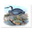 Oiseaux australiens rétro II - impression sur toile-59761889-59761892