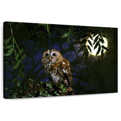 Brampt Tawny Owl