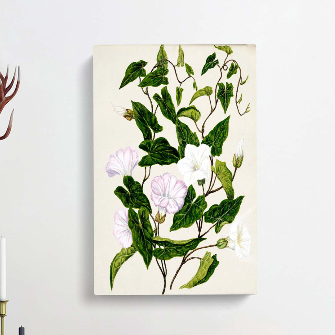 Bindweed Flowers by Sarah Featon - Wrapped Canvas