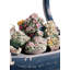 Gondola of Love Goddess Figurine