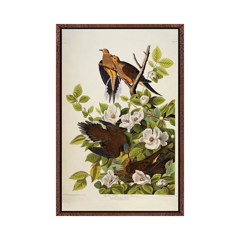 Carolina Turtledove Mourning Dove, Plate XVII From The Birds Of America by John Audubon - Painting on Canvas