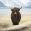 Highland Cow - Farmhouse White Framed Matted Print Decor