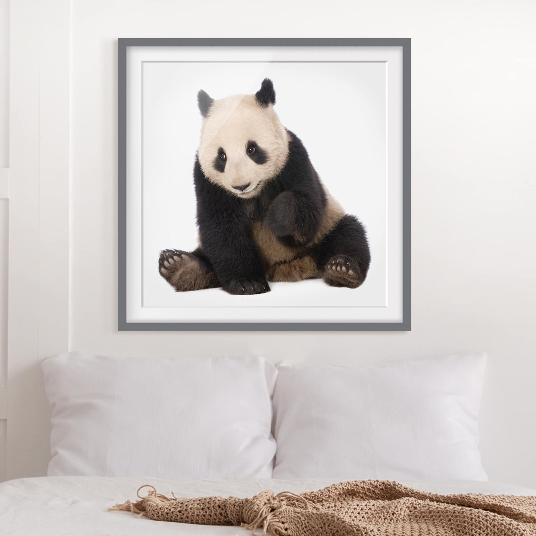 Gerahmtes Poster Dancing Panda