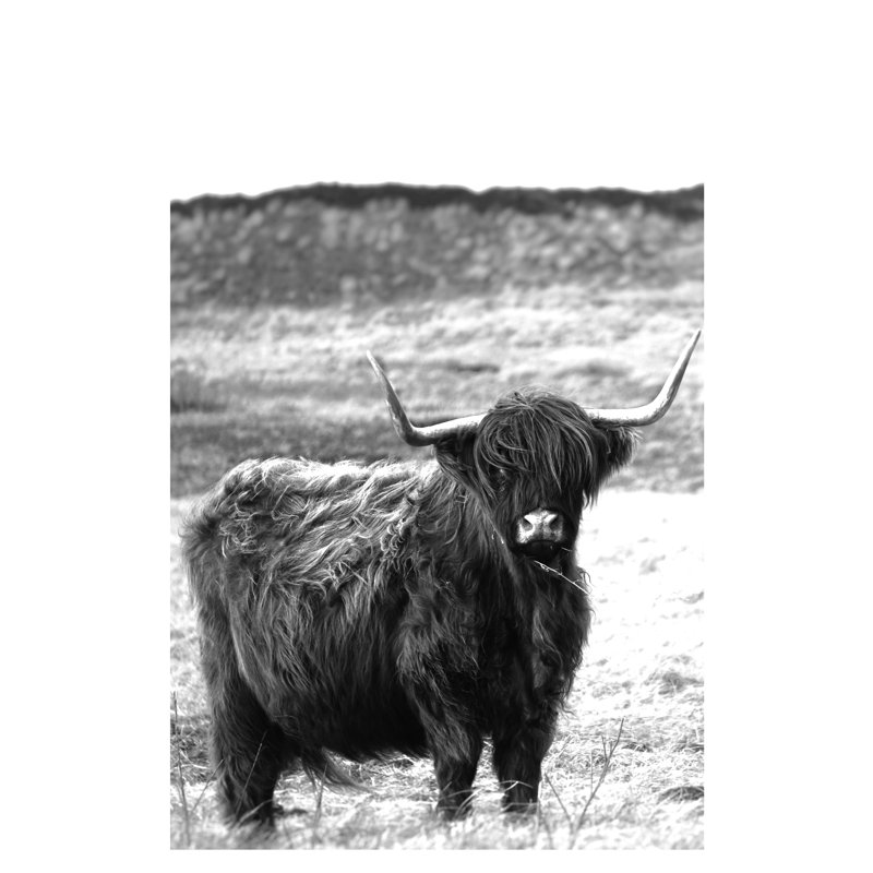 Shaggy Cow - Photograph Print, 91 cm H x 61 cm W, Black Floater Framed