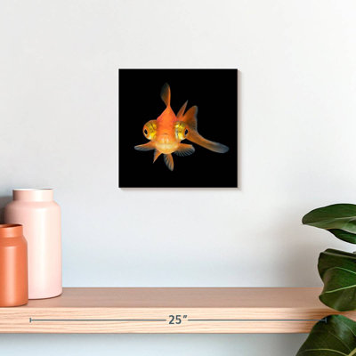 Crowle Telescope Eye Goldfish