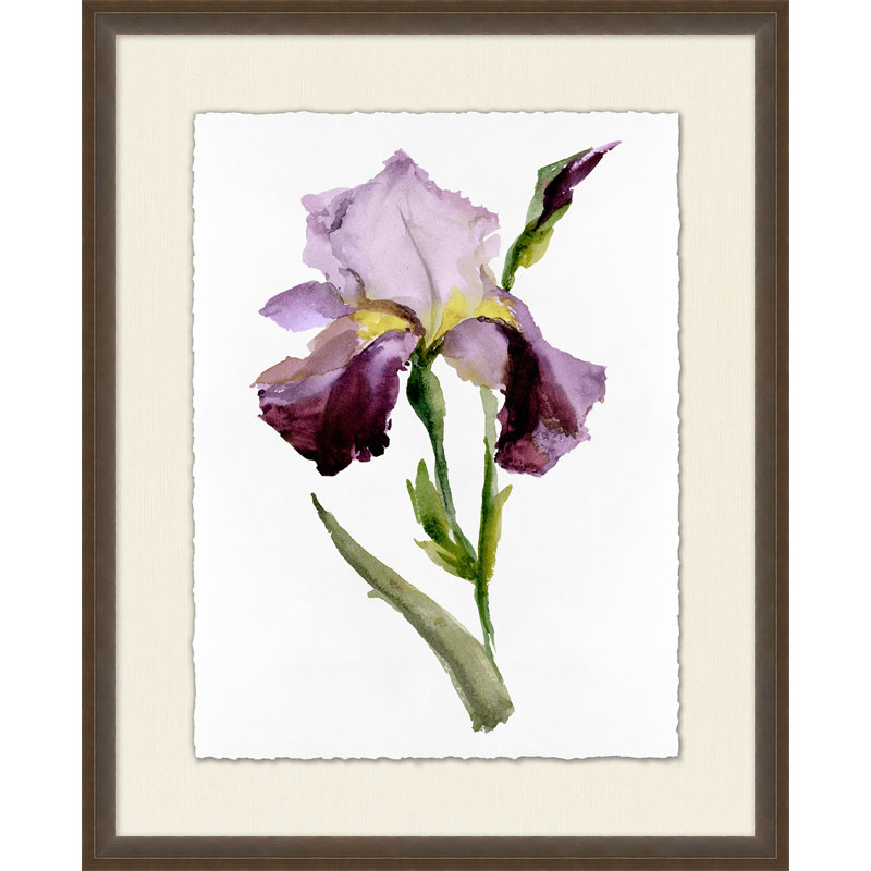 Iris " Iris 2 "