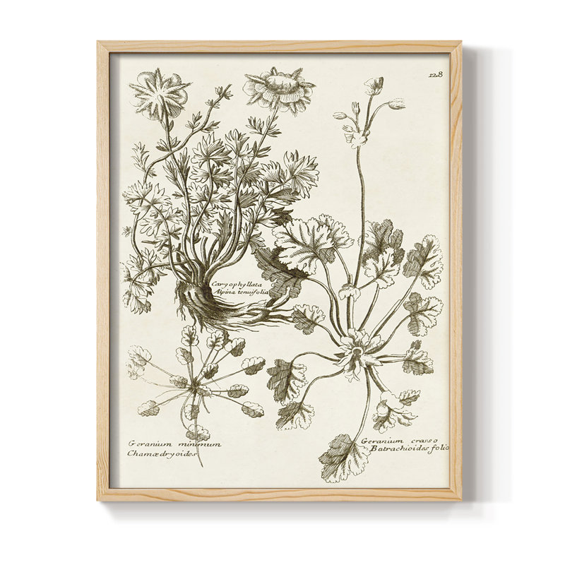 Sepia Botanical Journal IX Framed Print - Solid Wood, Natural, 11" H x 9" W