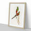Beautiful Parakeets by Elizabeth Gould - Single Picture Frame Painting-55543839-55543838