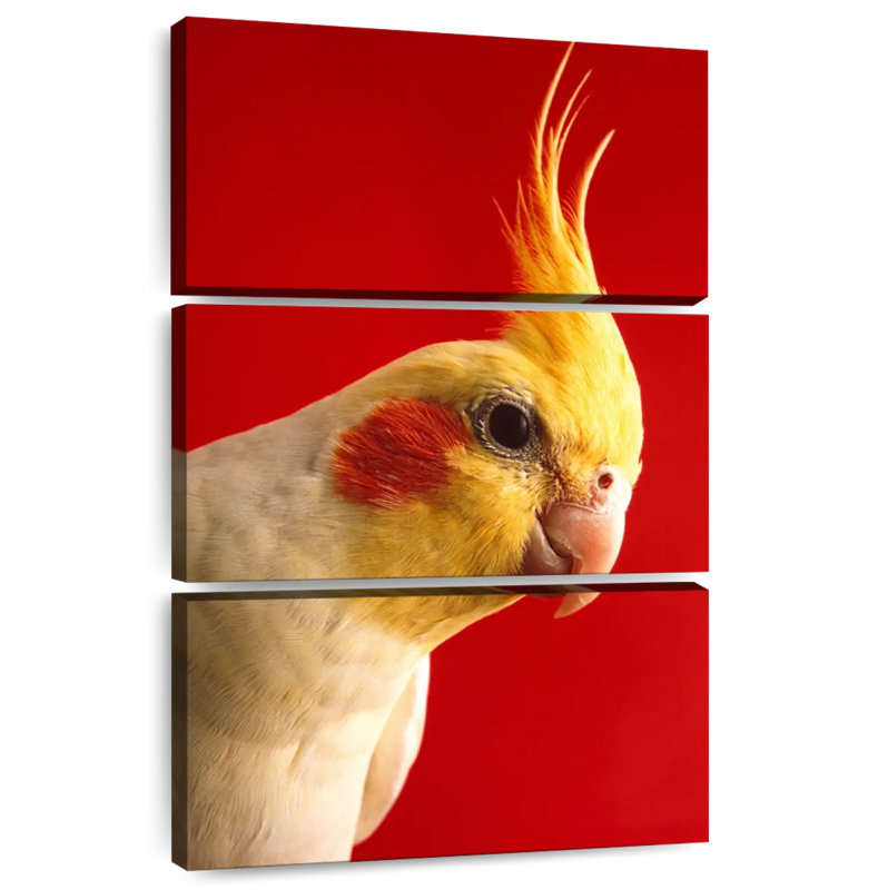 Brampt Lutino Cockatiel, 50" H x 32" W