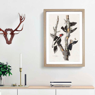 Ivory Billed Woodpeckers by John Audubon - Framed Print