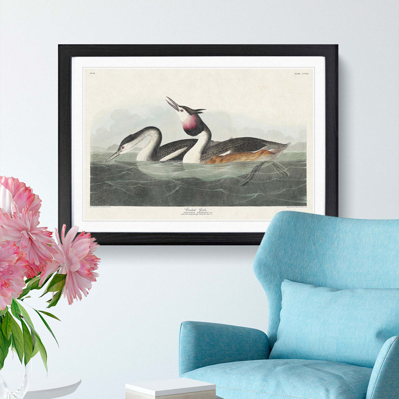 Crested Grebe by John James Audubon - Picture Frame Painting Print, 36cm H x 48cm W x 2cm D, Black Framed