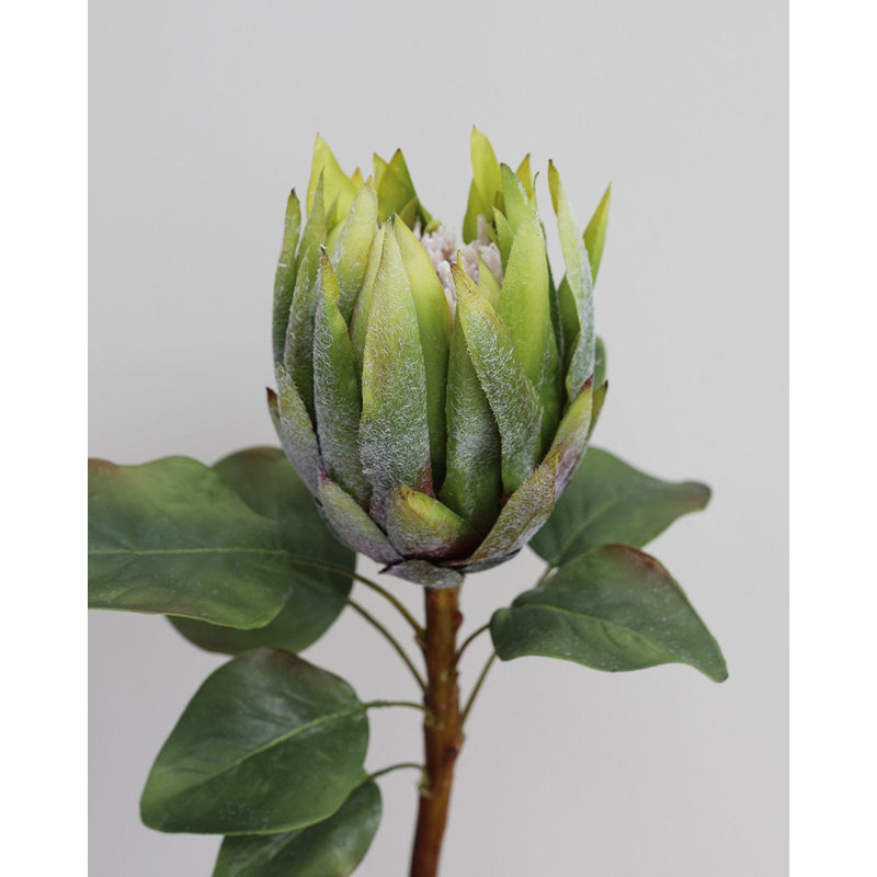 Green King Protea 23.5", Green