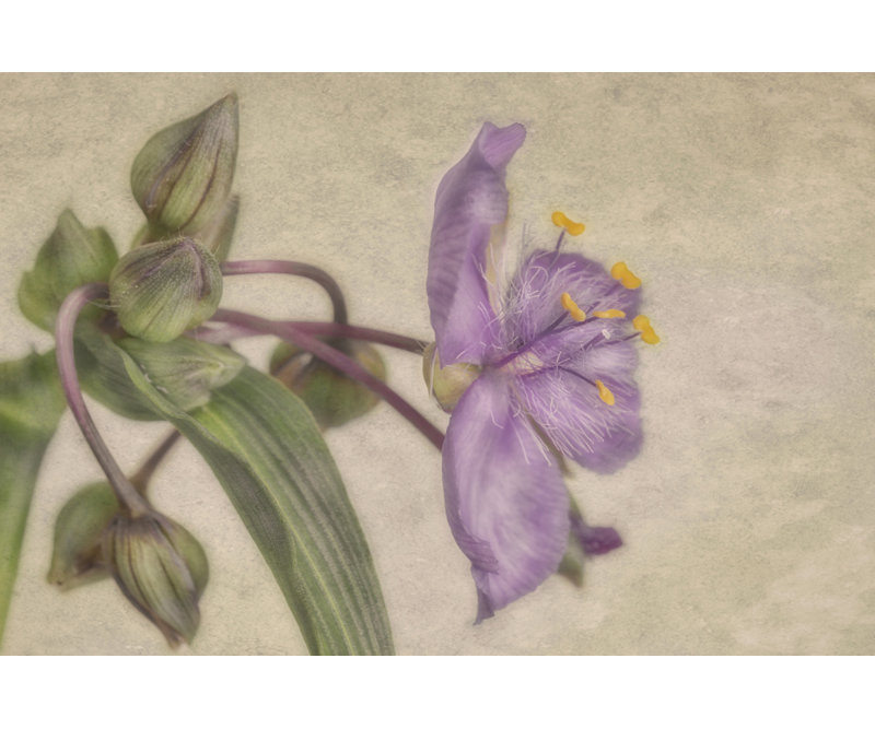 "Mauve fleur", art mural texturé encadré, H 10 po x l 14 po, Noyer