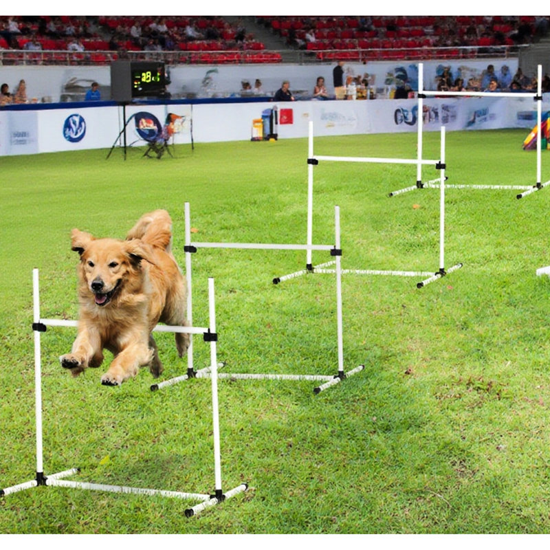 Ensemble de démarrage pour chien avec 4 sauts de barre, hauteur réglable pour diverses capacités, fond fixe pour toutes les surfaces, matériau blanc, sac de transport inclus, dimensions de 39 po x 25,5 po et 37 po