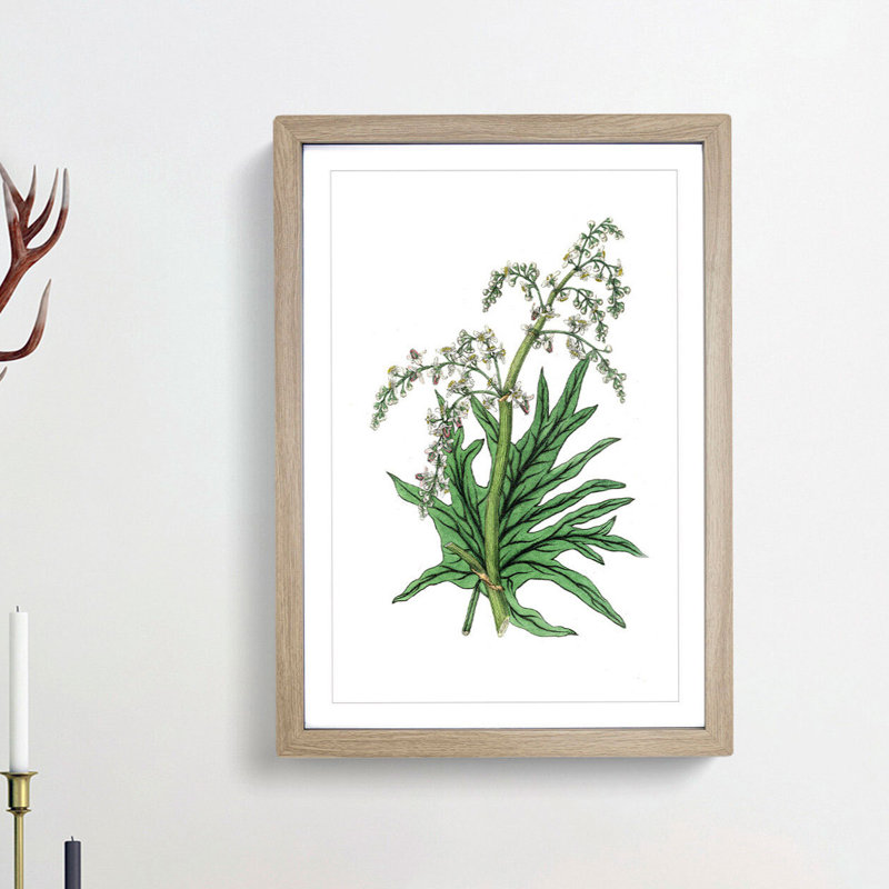 Chinese Rhubarb Illustration - Picture Frame Painting Print, 65cm H x 48cm W x 2cm D, Oak Framed