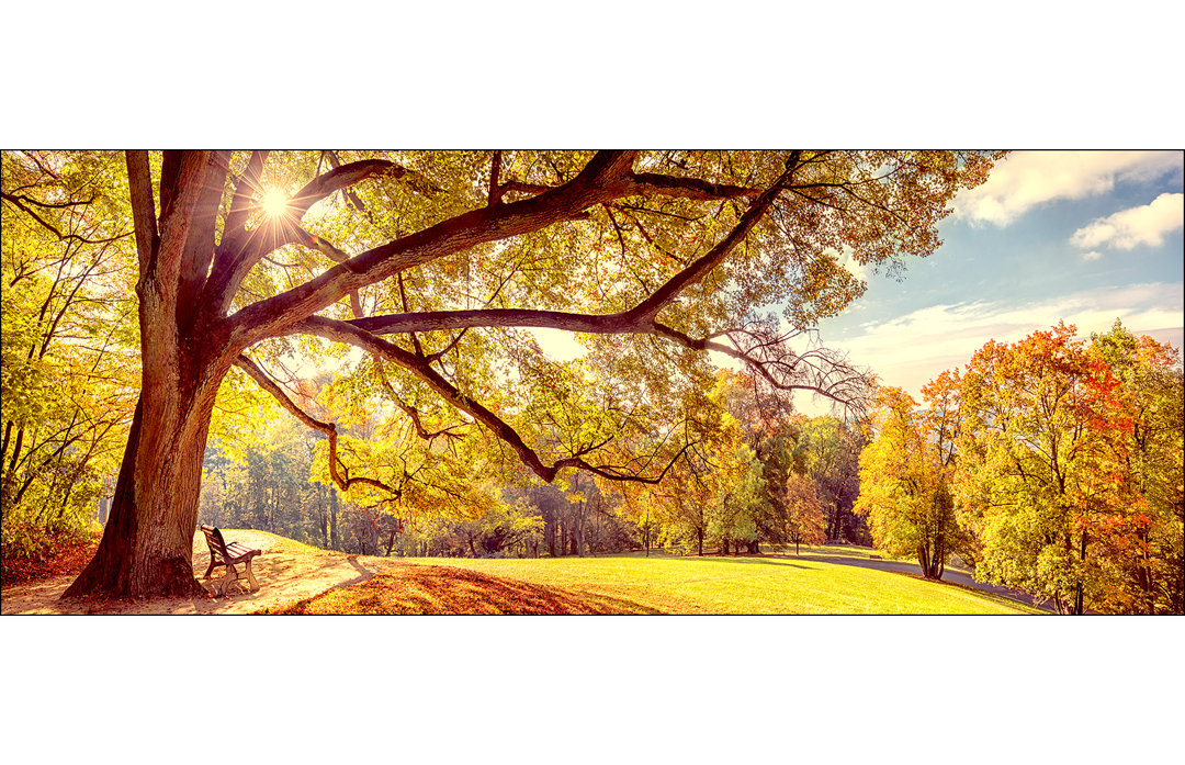 Sunshine In The Park – Rahmenloser Panorama-Kunstdruck auf Floatglas