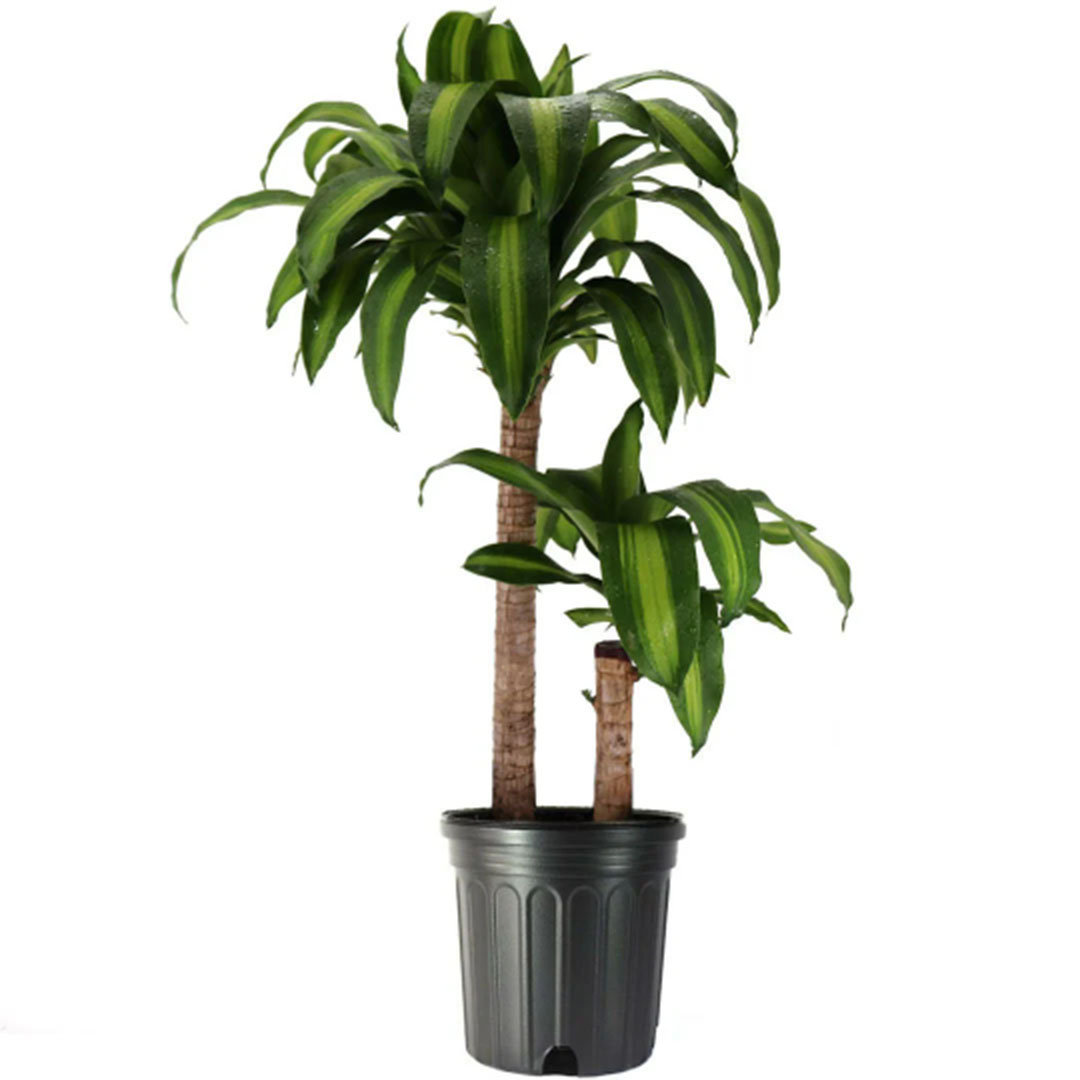 American Plant Exchange Dracaena Massangeana 'Corn Plant', Mass Cane Stump, Live Indoor Plant, 10" Pot, 3ft Tall, Large Houseplant & Reviews | Wayfair