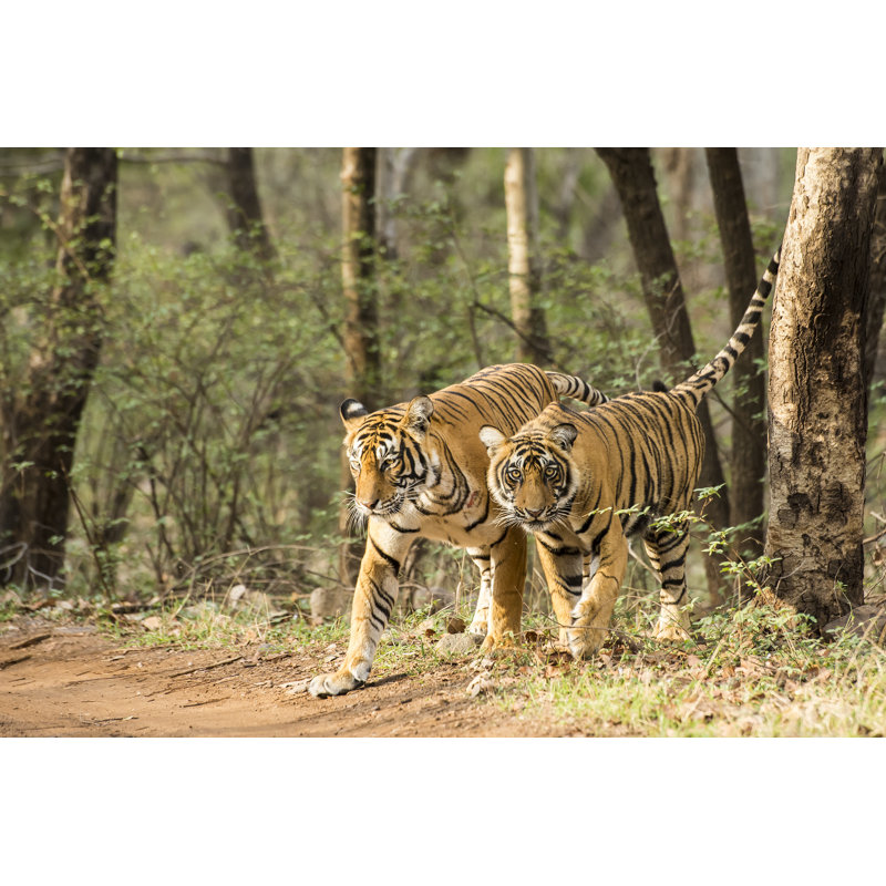 Bengal Tigers by Guenterguni - Wrapped Canvas Print