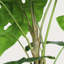 30 po Alocasia artificielle avec pot blanc (ensemble de 2), plante artificielle tropicale réaliste pour la décoration intérieure, le salon, la chambre à coucher et le bureau