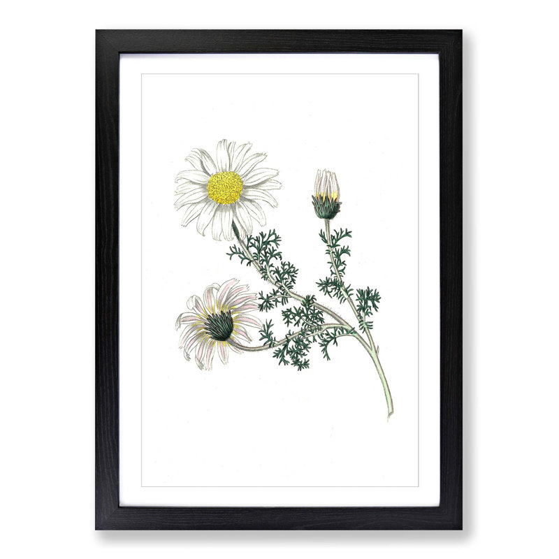Mount Atlas Daisy Illustration - Picture Frame Painting Print, 36cm H x 27cm W x 2cm D, Black Framed