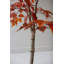  Bouleau artificiel d'automne en pot noir H 55 po