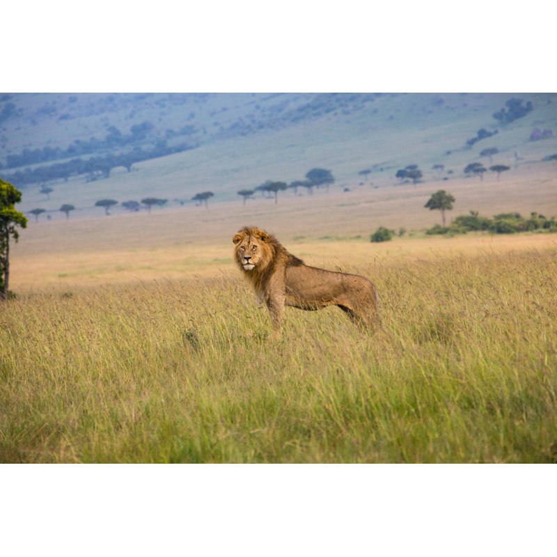 Male Lion - Wrapped Canvas Print, 61cm H x 91cm W x 3.8cm D