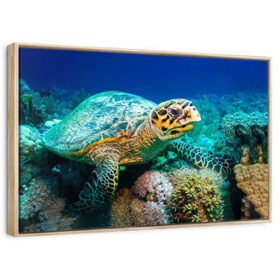 Turtle Underwater Reef