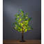Eucalyptus illuminés arbres et branches