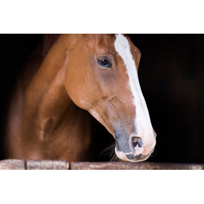 " Beautiful Brown Horse " by Fotokostic