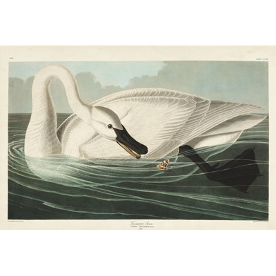 Pl 406 cygne trompette