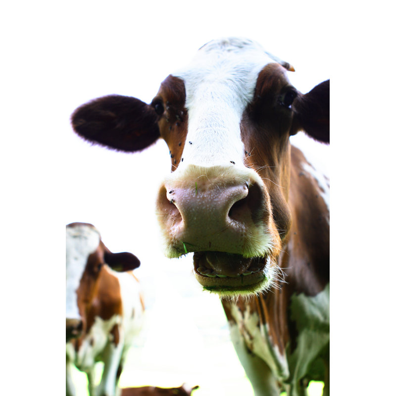 Swiss Cows 1 Piece Wrapped Canvas Wall Art, 122cm H x 81cm W x 3.8cm D