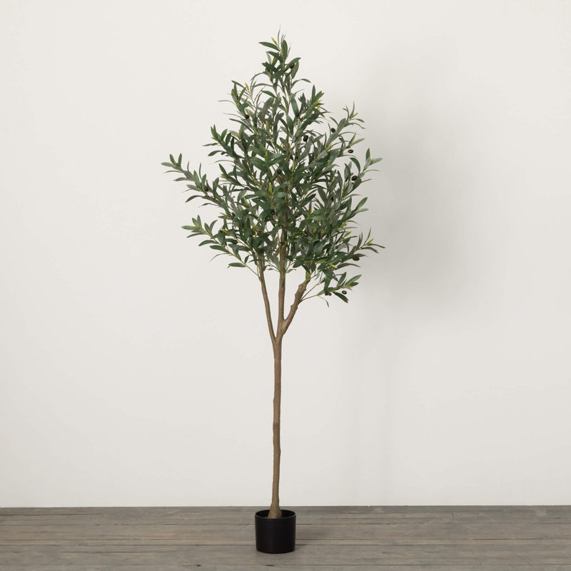 Ackerson 72 plantes