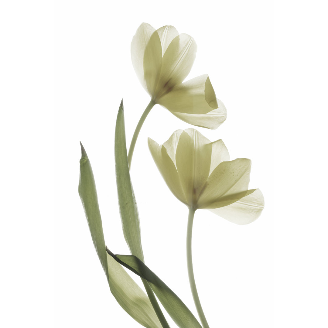 Leinwandbild Xray Tulip I