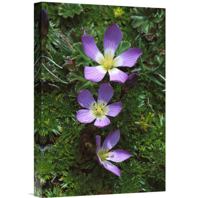 " Andean Flowers In Boggy Paramo Grassland, Cotopaxi National Park, Ecuador "