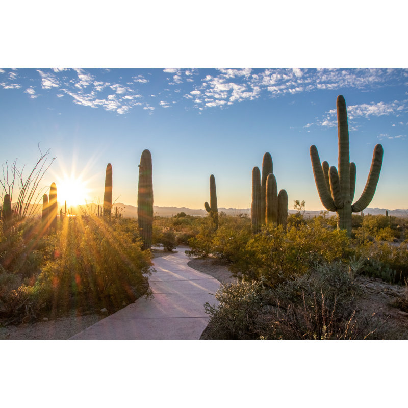 Saguaro National Park - Photographie sur toile tendue, H 24 po x l 36 po