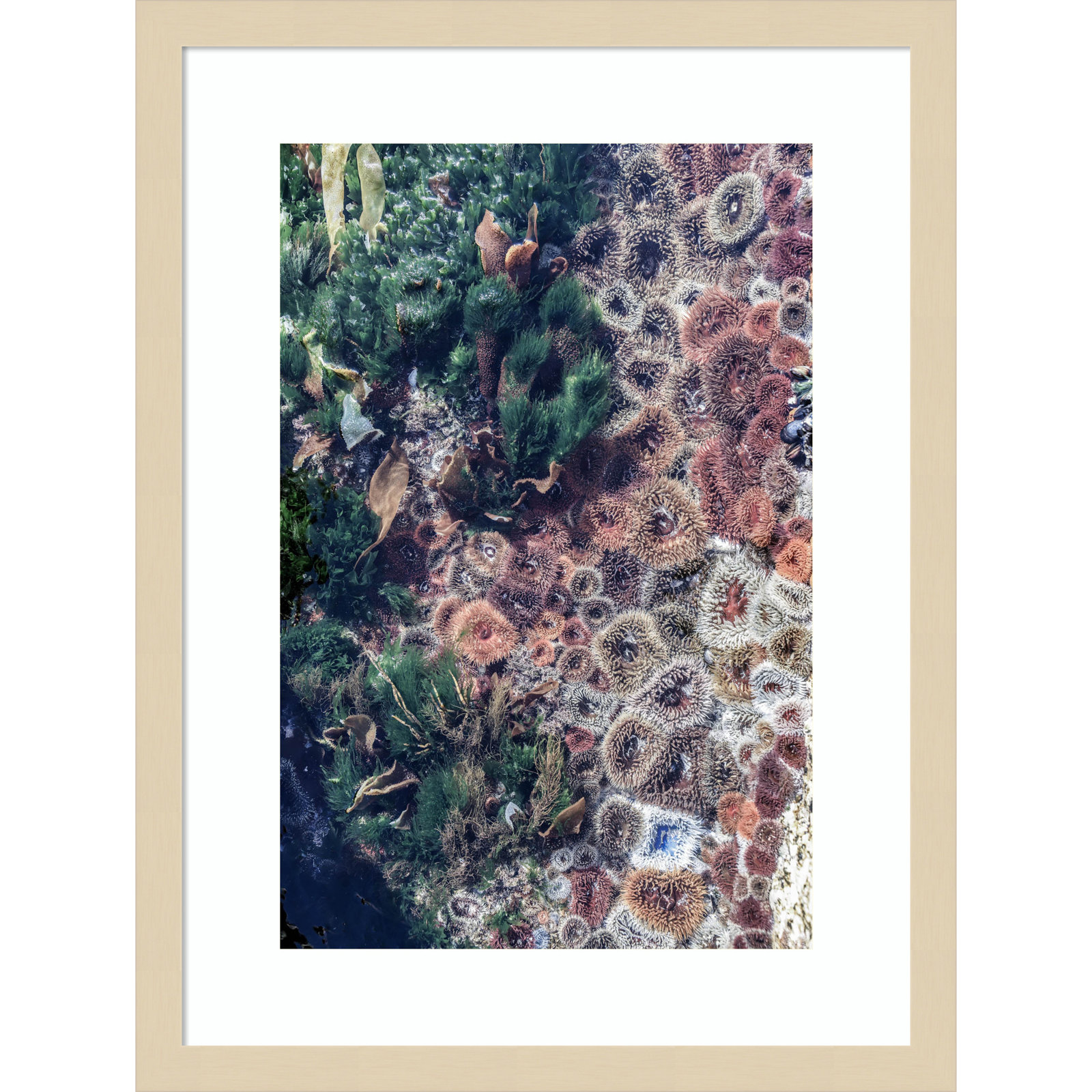 Ocean Curiosities by Shot by Clint Wood Framed Wall Art Print, Brown, 21" H x 16" W