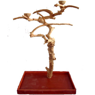 One-of-a-Kind 61'' Wood Bird Play Stand for Floor- Natural: Product size and shape may vary