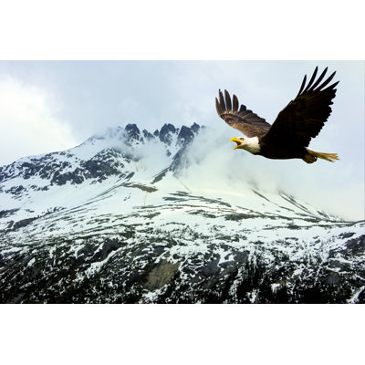 American Bald Eagle by JamesBrey - Wrapped Canvas Print