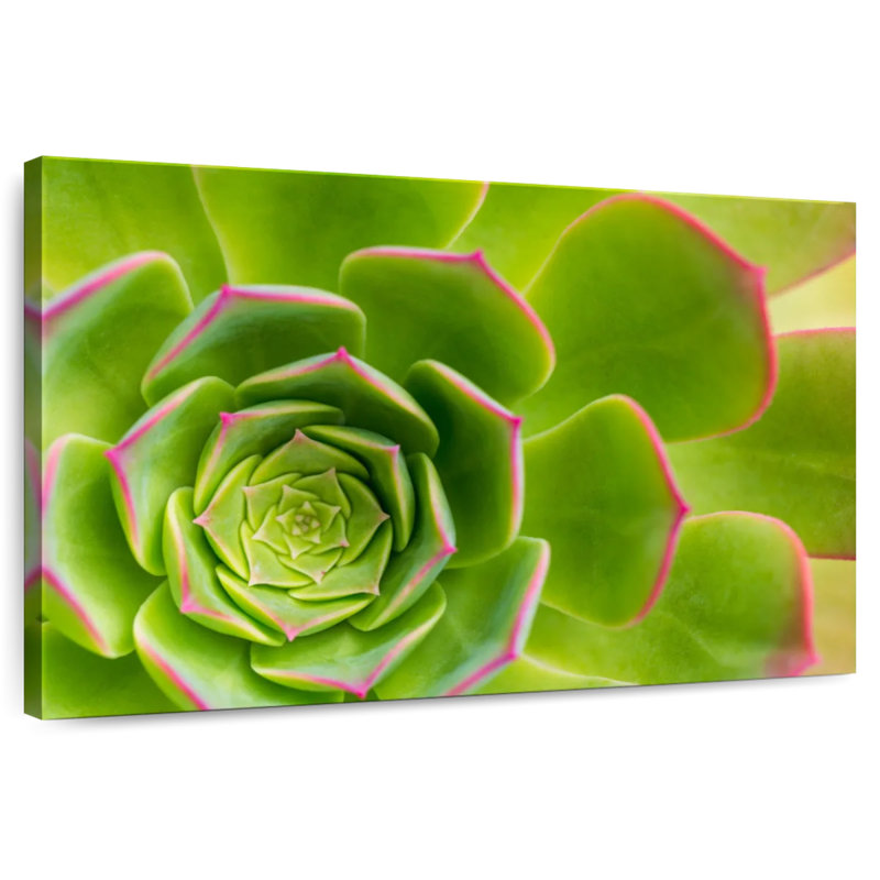 Plante grasse Harnek, H 8 po x l 12 po