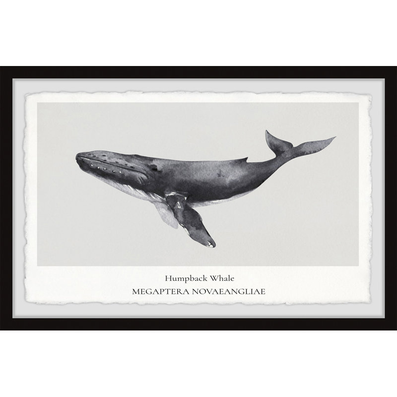Swanscombe Sperm And Killer Whale A by Marmont Hill - Single Picture Frame Print