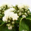 Kalanchoe Arrangement in Fiberstone Pot-1078803482