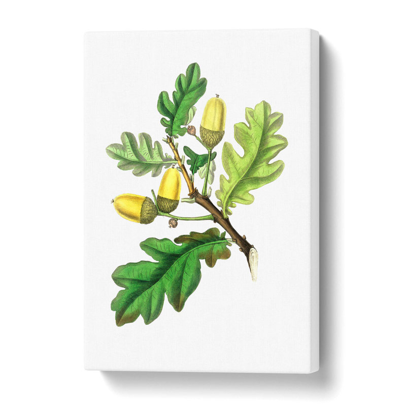 English Oak Tree Illustration - Wrapped Canvas, 50 cm H x 35 cm W