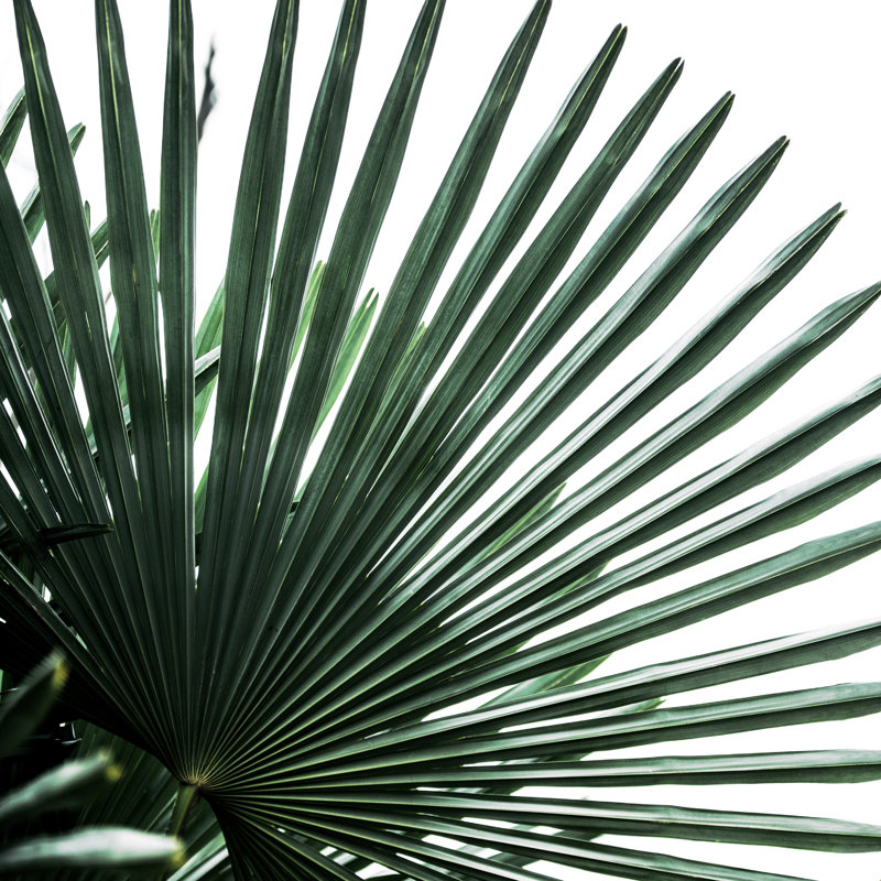 Palm Leaves 13 - impression, H 12 po x l 12 po, Papier avec cadre unique blanc, Non